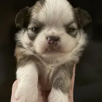 Bernard, a male Chihuahua for sale in Plaistow, NH – Photo 7 of 8