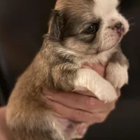 Bernard, a male Chihuahua for sale in Plaistow, NH – Photo 4 of 8