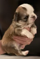 Bernard, a male Chihuahua for sale in Plaistow, NH – Photo 2 of 6