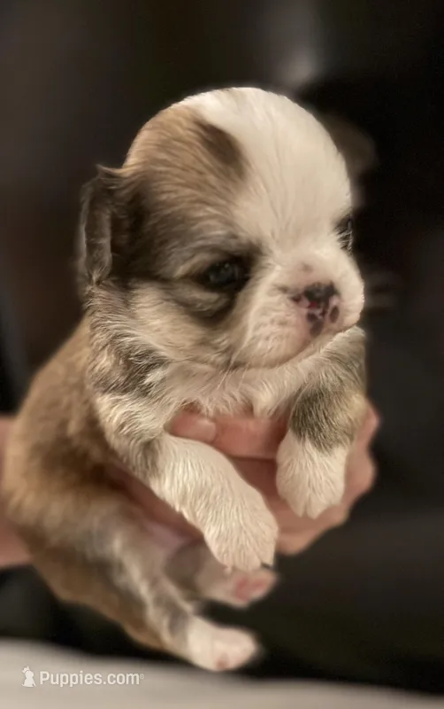 Bernard, a male Chihuahua for sale in Plaistow, NH – Photo 1 of 6