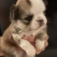 Bernard, a male Chihuahua for sale in Plaistow, NH – Photo 3 of 8