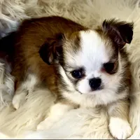 Bernard, a male Chihuahua for sale in Plaistow, NH – Photo 1 of 8