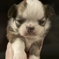 Bernard, a male Chihuahua for sale in Plaistow, NH – Photo 2 of 8