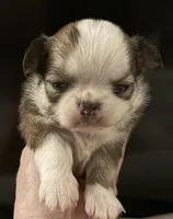 Bernard, a male Chihuahua for sale in Plaistow, NH – Photo 3 of 6