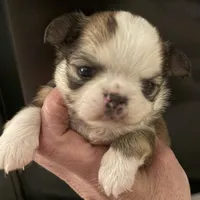 Bernard, a male Chihuahua for sale in Plaistow, NH – Photo 5 of 8