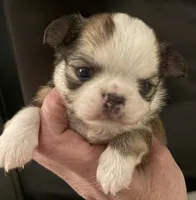 Bernard, a male Chihuahua for sale in Plaistow, NH – Photo 4 of 6