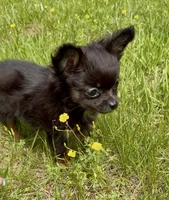 Lauren , a female Chihuahua for sale in Plaistow, NH – 2 of 4