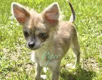 Piper, a female Chihuahua for sale in Plaistow, NH – 6 of 7