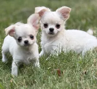 Noah, a male Chihuahua for sale in Plaistow, NH – 7 of 9