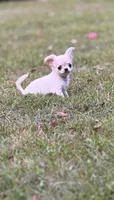 Noah, a male Chihuahua for sale in Plaistow, NH – 2 of 9