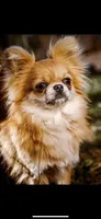 Jackson, a male Chihuahua for sale in Plaistow, NH – Photo 6 of 6