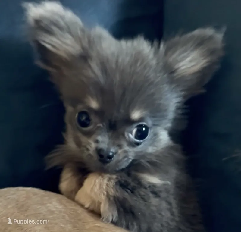 Delilah  – Chihuahua puppy for sale in Plaistow, NH