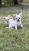 Nathan , a male Chihuahua for sale in Plaistow, NH – 2 of 10