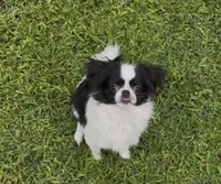 Patrick, a male Chihuahua for sale in Plaistow, NH – 4 of 10