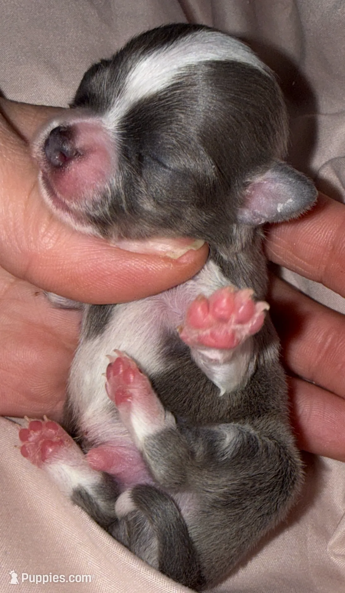 Peter, a male Chihuahua for sale in Plaistow, NH – Photo 4 of 7