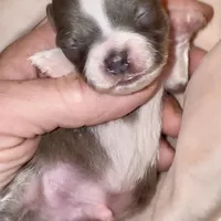 Peter, a male Chihuahua for sale in Plaistow, NH – Photo 6 of 7