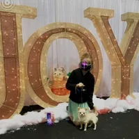 Peter, a male Chihuahua for sale in Plaistow, NH – Photo 5 of 7