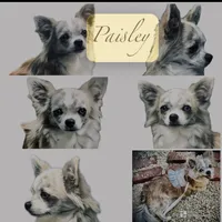 Peter, a male Chihuahua for sale in Plaistow, NH – Photo 7 of 7