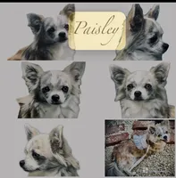 Peter, a male Chihuahua for sale in Plaistow, NH – Photo 7 of 7