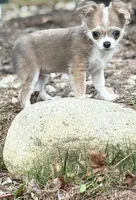 Peter, a male Chihuahua for sale in Plaistow, NH – Photo 4 of 10
