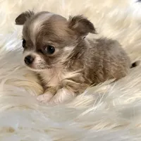 Peter, a male Chihuahua for sale in Plaistow, NH – Photo 1 of 7