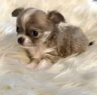 Peter, a male Chihuahua for sale in Plaistow, NH – Photo 1 of 7