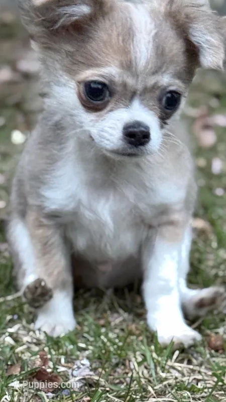 Peter – Chihuahua puppy for sale in Plaistow, NH