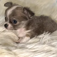 Peter, a male Chihuahua for sale in Plaistow, NH – Photo 3 of 7