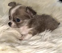 Peter, a male Chihuahua for sale in Plaistow, NH – Photo 3 of 7