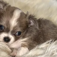 Peter, a male Chihuahua for sale in Plaistow, NH – Photo 2 of 7