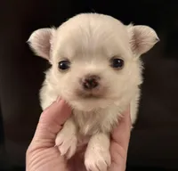 Barnaby, a male Chihuahua for sale in Plaistow, NH – Photo 4 of 9