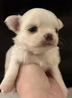 Barnaby, a male Chihuahua for sale in Plaistow, NH – Photo 5 of 9