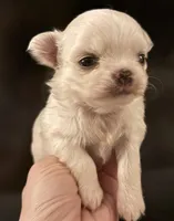 Barnaby, a male Chihuahua for sale in Plaistow, NH – Photo 6 of 9