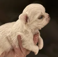 Barnaby, a male Chihuahua for sale in Plaistow, NH – Photo 1 of 9