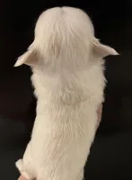 Barnaby, a male Chihuahua for sale in Plaistow, NH – Photo 3 of 9