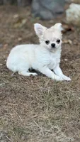 Naomi, a female Chihuahua for sale in Plaistow, NH – 3 of 7