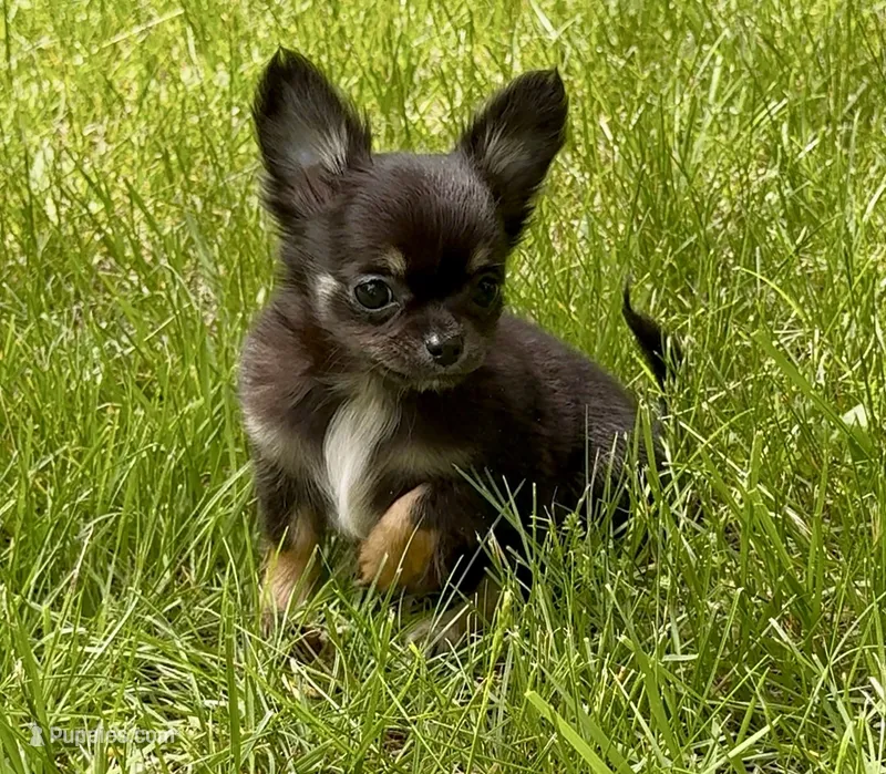 Laci – Chihuahua puppy for sale in Plaistow, NH