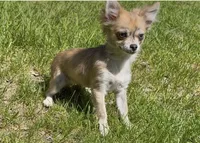Piper, a female Chihuahua for sale in Plaistow, NH – 7 of 7