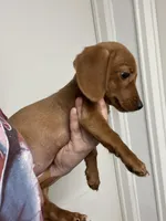 Saige, a female Dachshund and Miniature Dachshund for sale in Lincolnton, NC – Photo 2 of 2