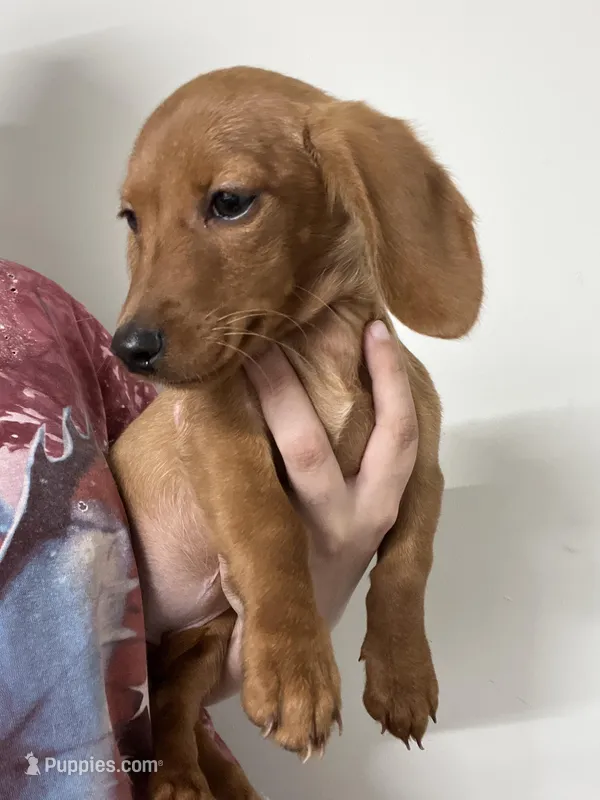 Saige – Dachshund, Miniature Dachshund puppy for sale in Lincolnton, NC