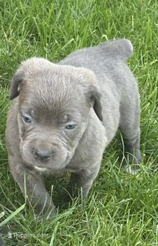 Purple Collar – Cane Corso puppy for sale in Olathe, KS