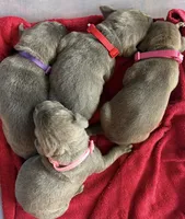 Lt. Pink Collar, a female Cane Corso for sale in Olathe, KS – 4 of 4