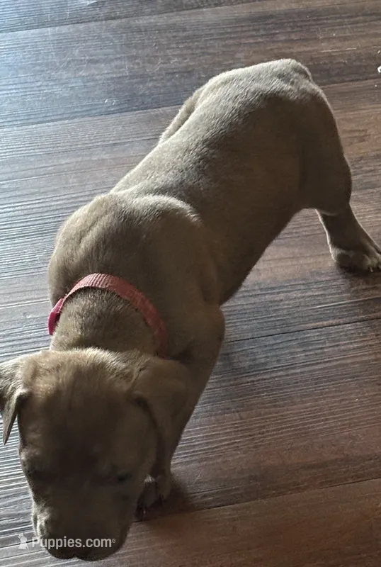 Bright Pink Collar – Cane Corso puppy for sale in Olathe, KS