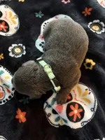 Khaki Collar, a male Cane Corso for sale in Olathe, KS – 1 of 3