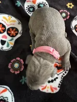 Lt. Pink Collar, a female Cane Corso for sale in Olathe, KS – 2 of 4