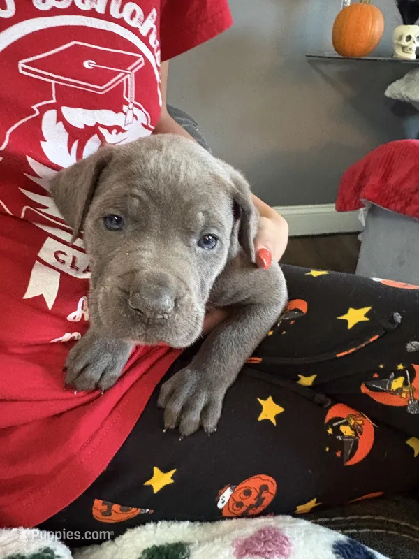 Lime green color – Cane Corso puppy for sale in Olathe, KS