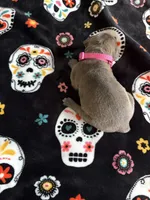 Bright Pink Collar, a female Cane Corso for sale in Olathe, KS – 3 of 4
