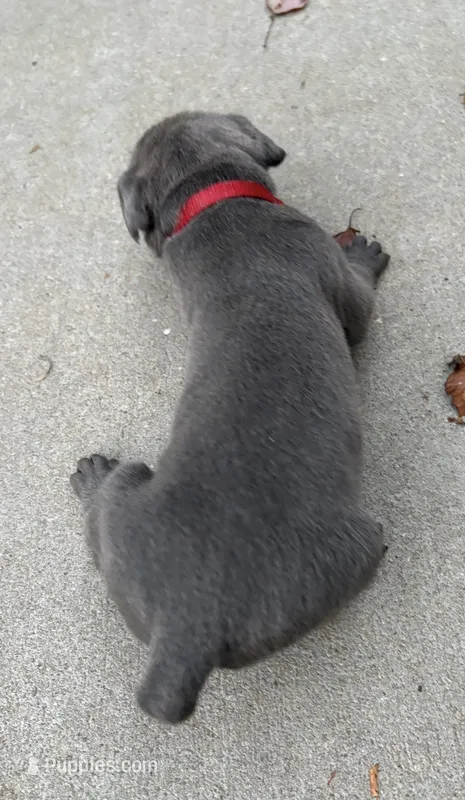 Red Collar – Cane Corso puppy for sale in Olathe, KS