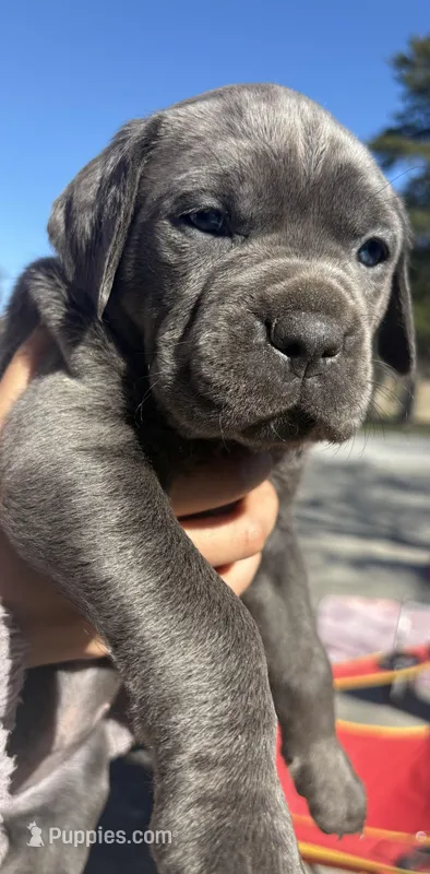 Purple Collar – Cane Corso puppy on hold in Olathe, KS