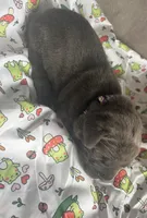 Purple Collar, a female Cane Corso for sale in Olathe, KS – Photo 1 of 5